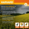 Seminte rapita HARVARD KWS - productie ridicata si Phoma Protect