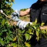Foarfecă KAMIKAZE KM1-M, Bypass, Ø 20 mm, Force Line, Profesional, Ideală pentru ramuri verzi, Teacă inclusă
