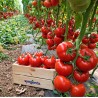 Tomate Sandoline F1