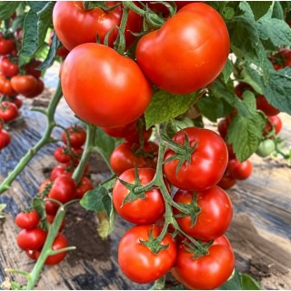 Tomate Sandoline F1