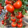 Tomate Sandoline F1