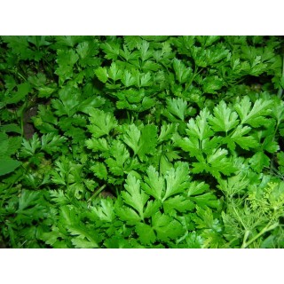 Seminte Patrunjel NOVAS Clause - 1 kg