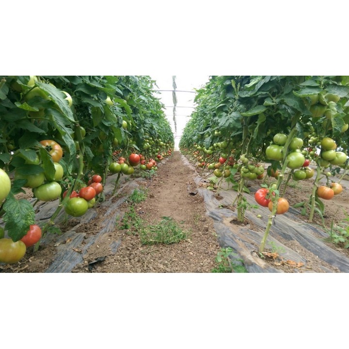 Seminte Tomate APHEN F1 Clause - 250 seminte