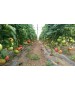 Seminte Tomate APHEN F1 Clause - 250 seminte