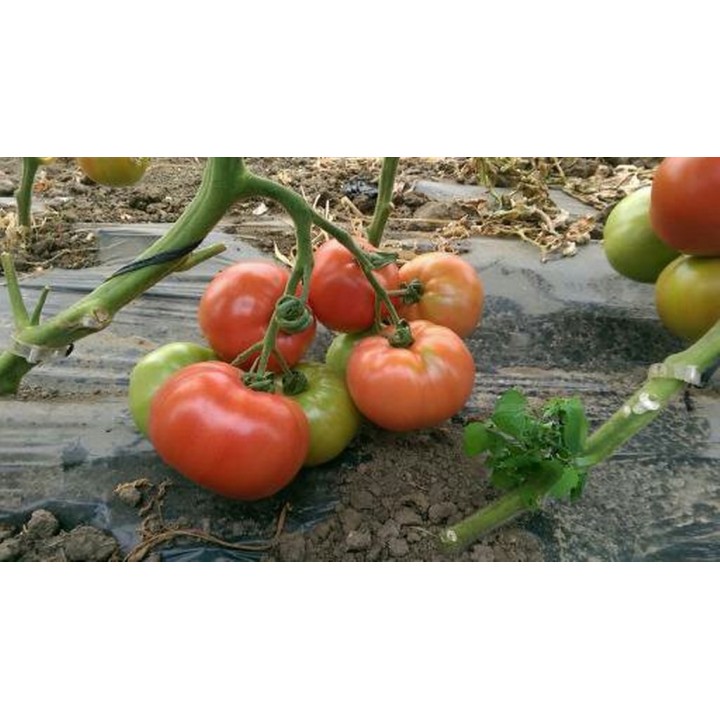 Seminte Tomate APHEN F1 Clause - 250 seminte