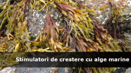 Stimulatori de crestere cu alge marine