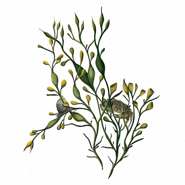 Ascophyllum nodosum - alga folosita pentru stimularea cresterii plantelor