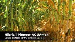 Pioneer AQUAmax - Hibrizi porumb