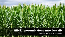 Hibrizi de porumb - Monsanto Dekalb