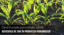 deficienta de zinc in productia porumbului