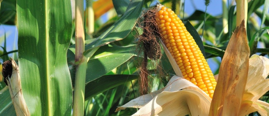 Solutii complete pentru cultura porumbului