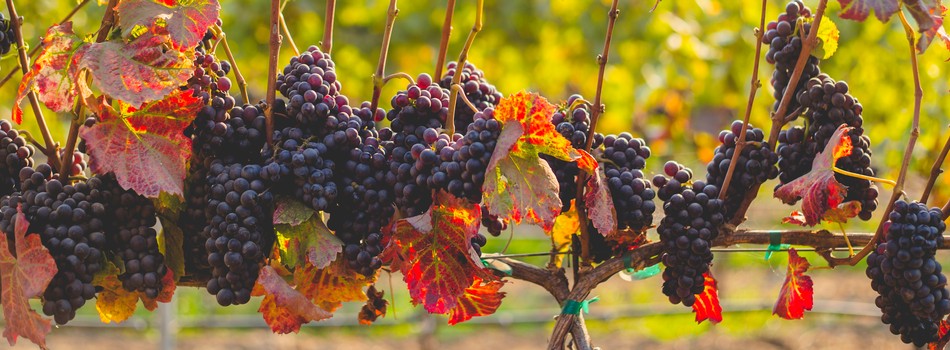 Solutia completa pentru viticultura