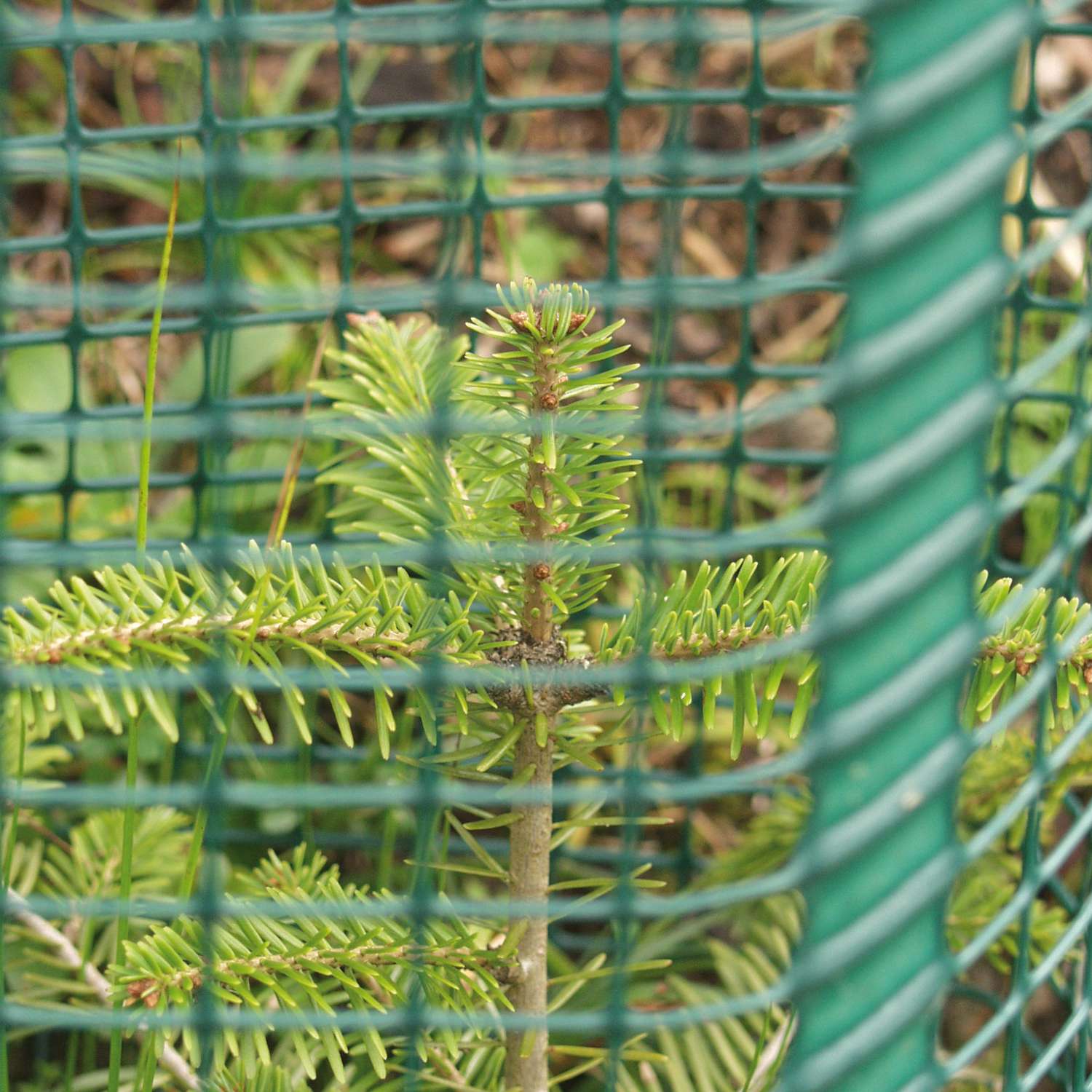 Invelitoare protectie conifere Freiwuchs 500