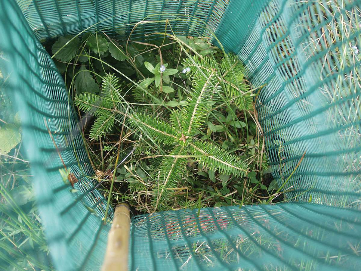 Invelitoare protectie conifere Freiwuchs 500